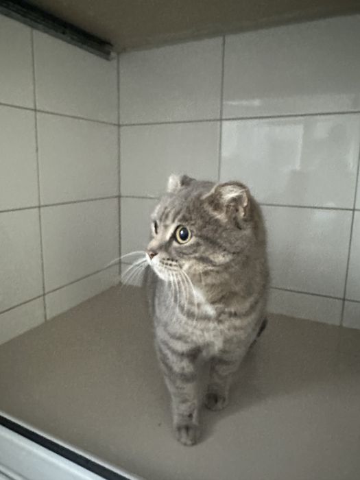 Кошечка 3 года стерилизована ищет дом .