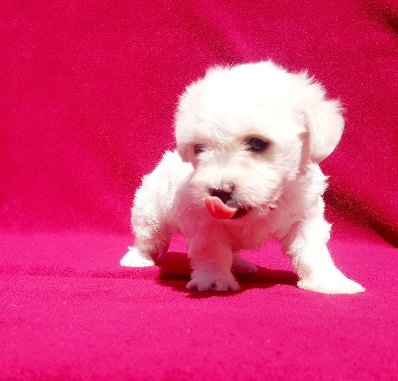 Catel Bichon Maltez