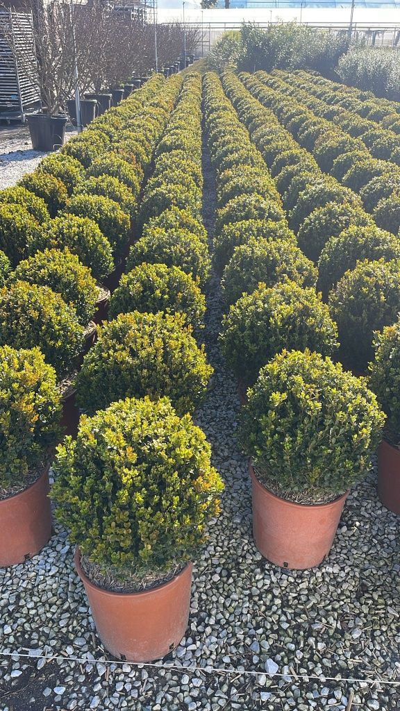 Buxus globular calitate extra toate dimensiunile