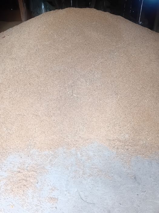 Vând grâu,de anul acesta!!