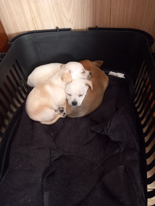 Чихупинчери. Три момчета.