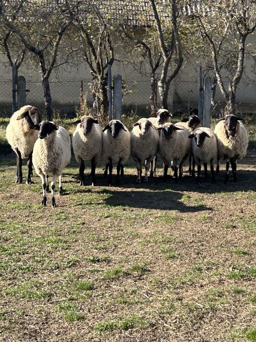 Vand oi metis suffolk si carabas