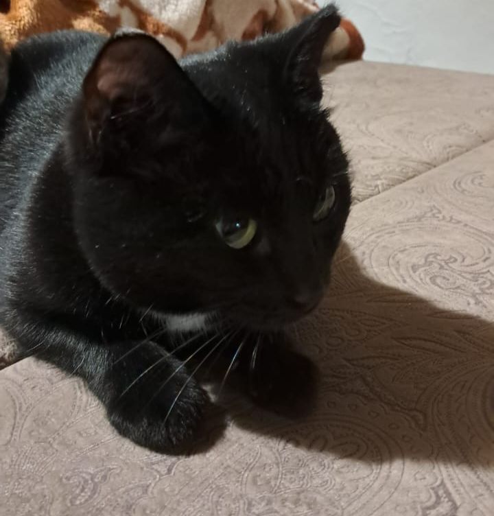 Отдаем кошку и котенка