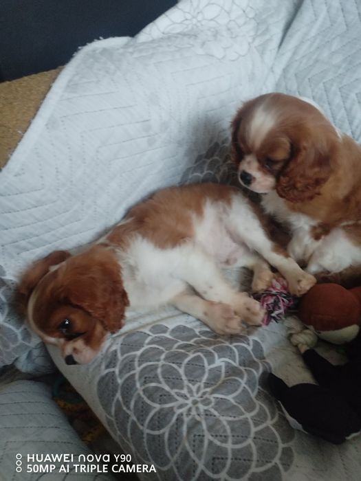 Малки сладки кавалер кинг чарлз шпаньол