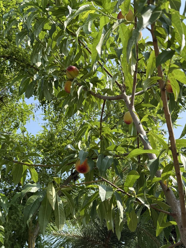 Pomi fructiferi pe rod !