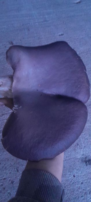 Грибы,вешеки недорого