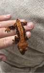 Pui de soparla crested gecko