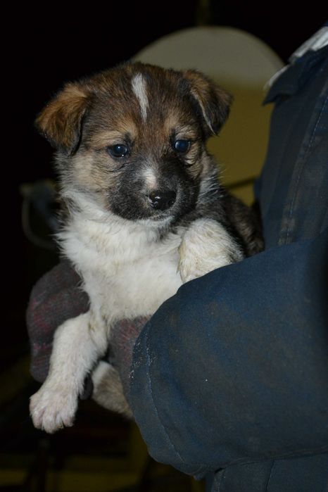 Щенки карьерные в хорошие руки