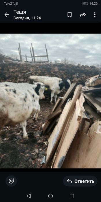 Продам хороших бычков