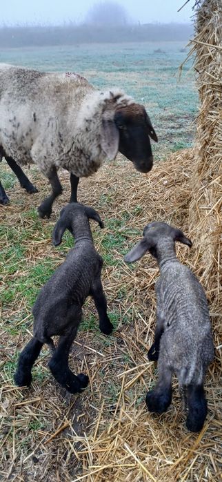 Mieii din 2 rasă țigaie