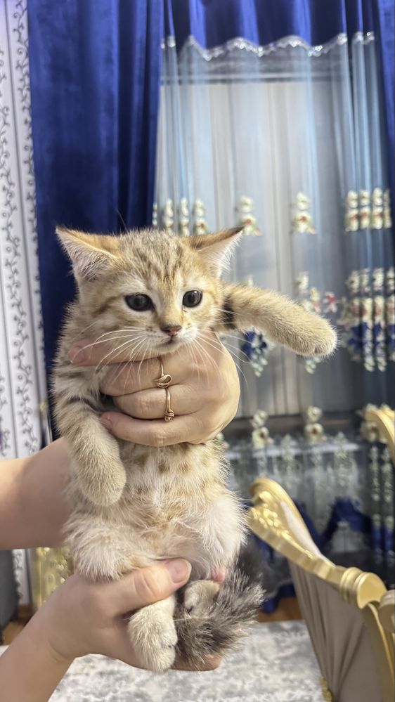 Mushuk shinshilla bolalari arzon narxda