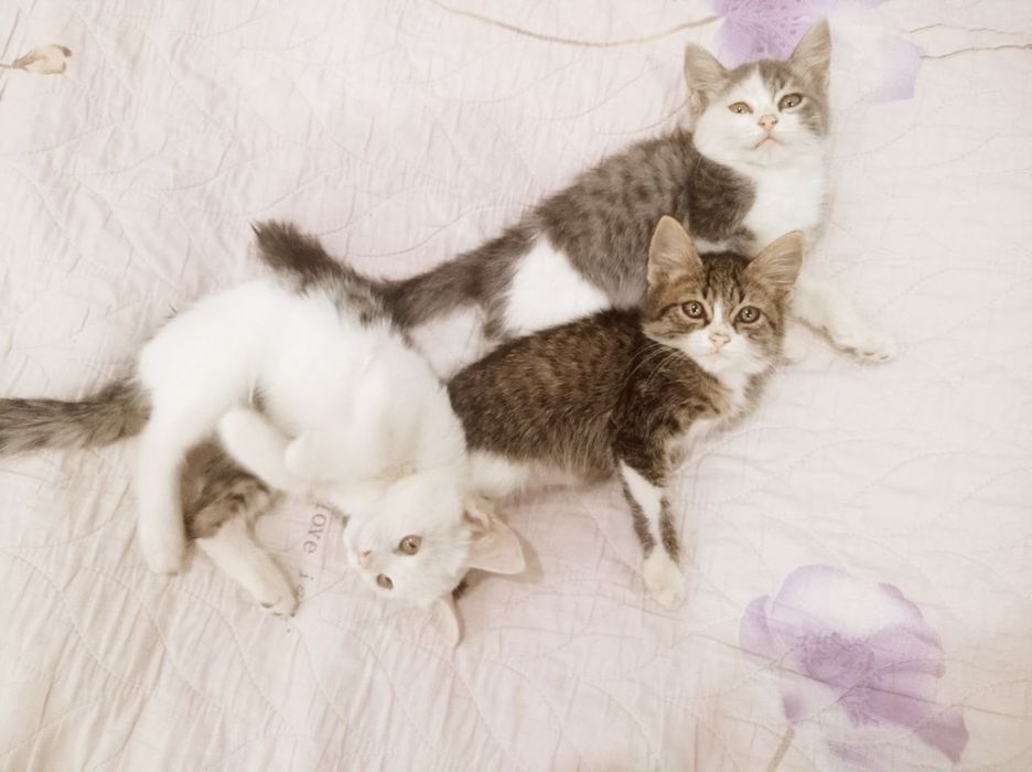 Отдам котят в добрые руки. Котята здоровые, игривые, приучены к лотку.