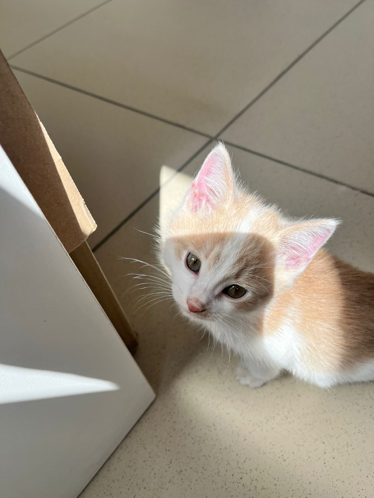 Отдам котёнка в добрые руки
