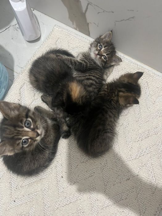 Отдам котят в добрые и хорошие руки (1,5 месяцев)