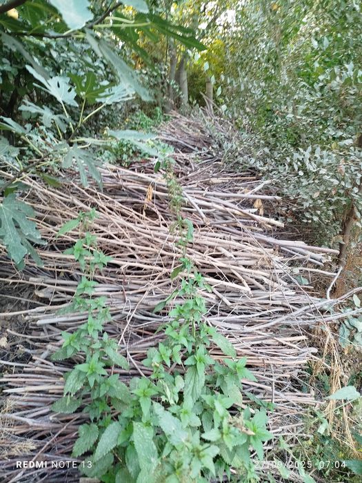 Қуруқ ўтин шох- шаббалар 1 прич чиқади