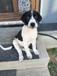 Donez spre adoptie pui de ciobanesc romanesc cu ogar irlandez