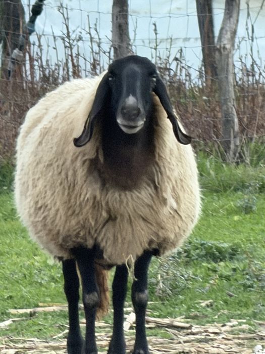 Vand doua oi tigaie sarbeasca