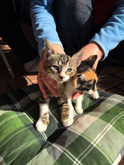4 pui de pisică adopție