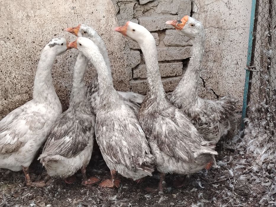 O'rdak g'ozlar sotiladi lichkada kelishamiz chirchiq