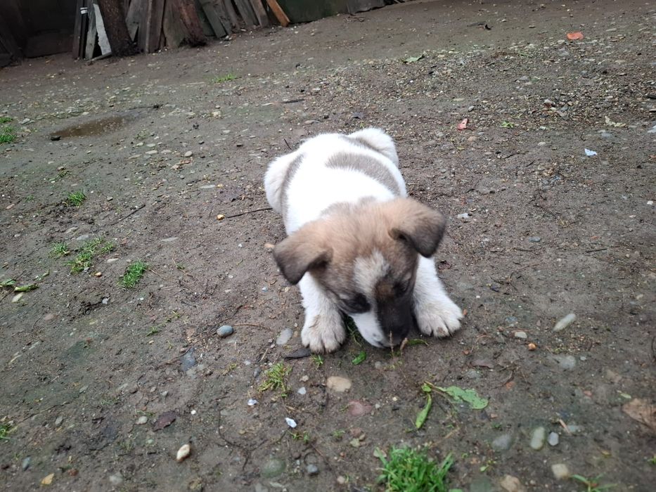 Adopție cățeluşă abandonată