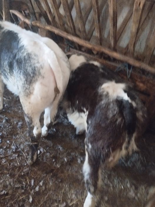 De vânzare două vițele belgiene preț 7200 lei