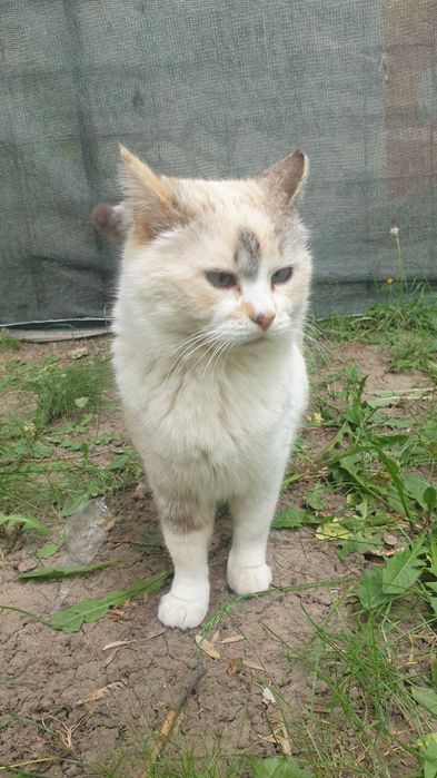 Adoptie pisica siameza deosebita, sterilizata