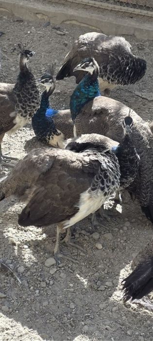 7 oyli tovuslar sotiladi