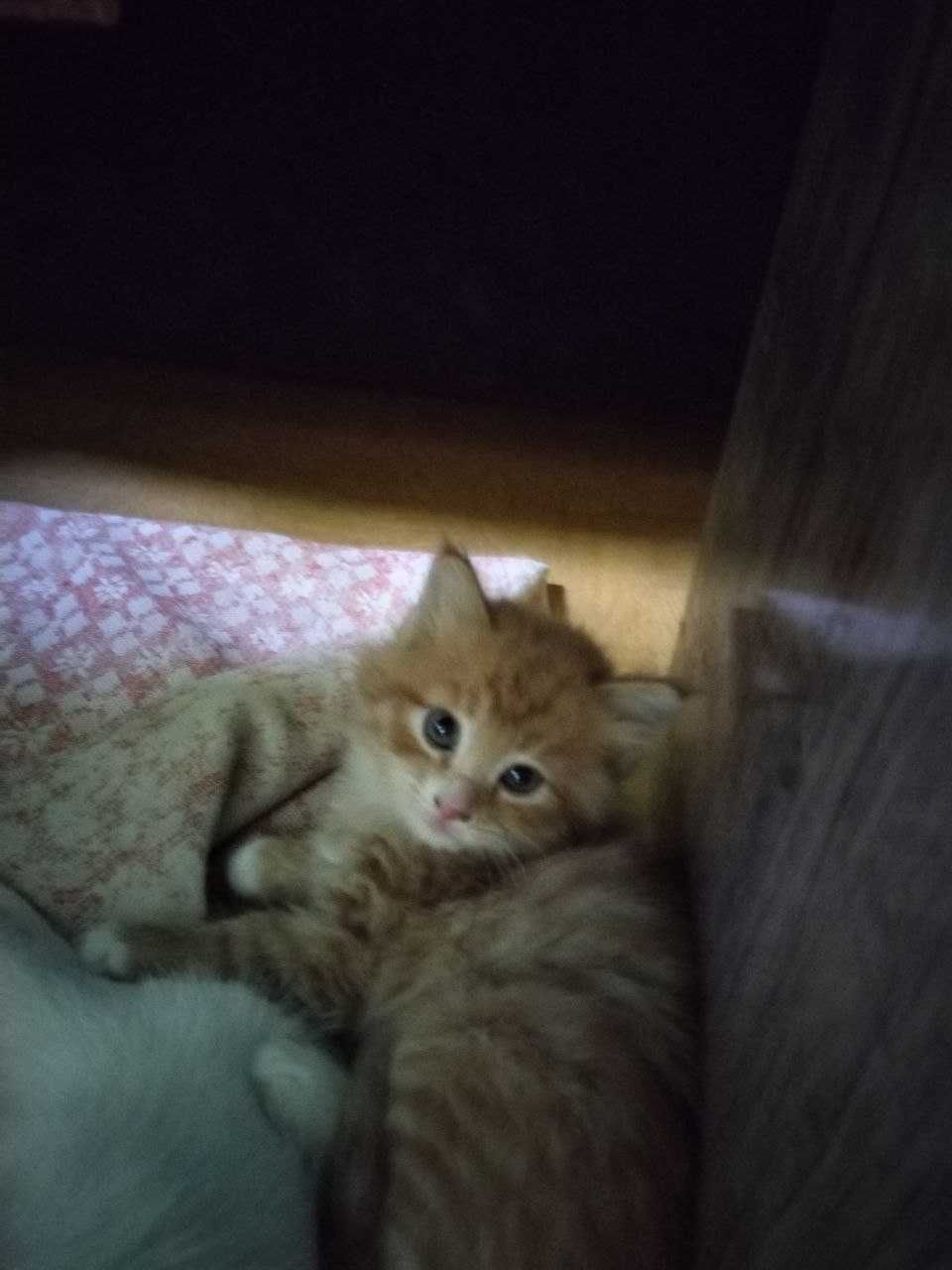Отдаем приученых котят