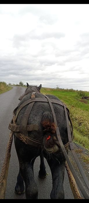 Vând mânz de un an jumate