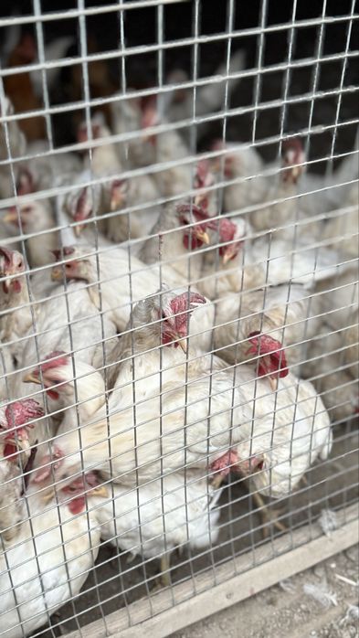 Продам кур несушек