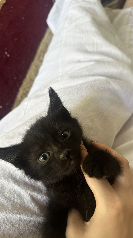 Котята,марғаулар