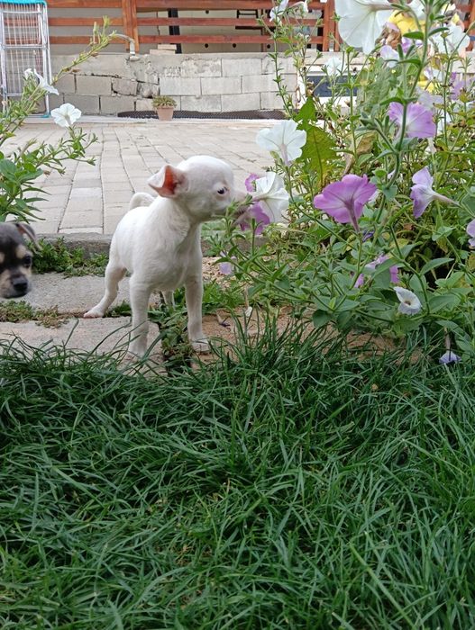 Chihuahua mini pui
