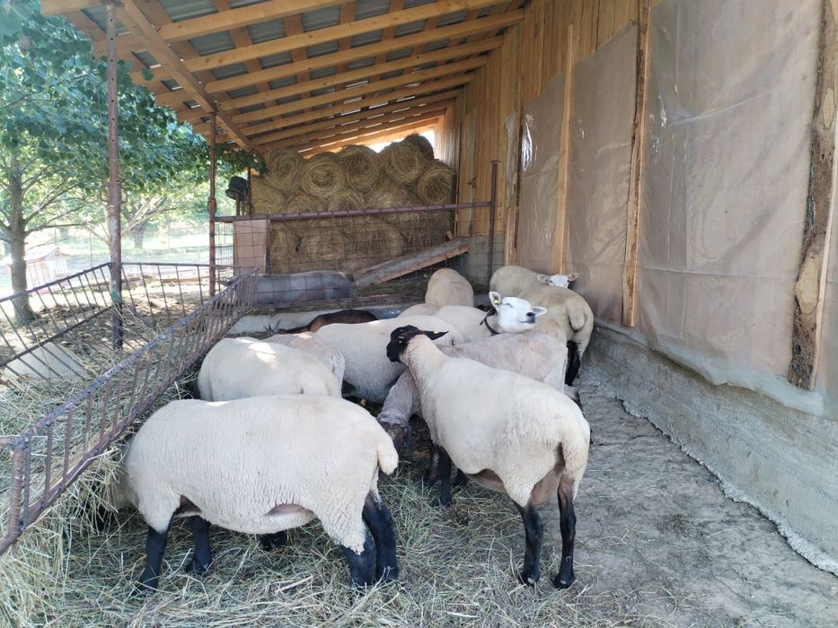 Berbec Sulfoc original