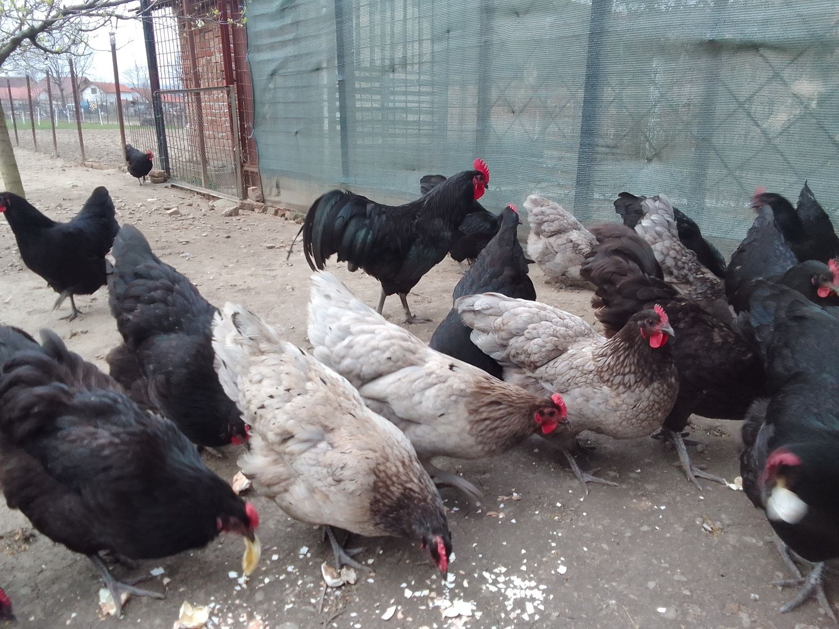 Pui australorp rasă pură.