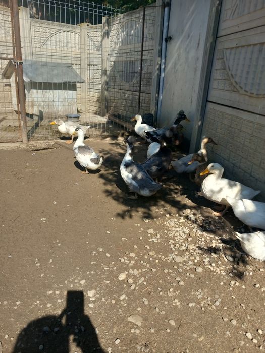 Vând rațe romanești