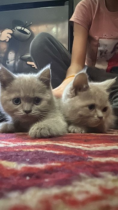 Шотландские котята