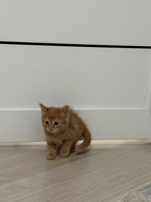 Котята ищут свой дом