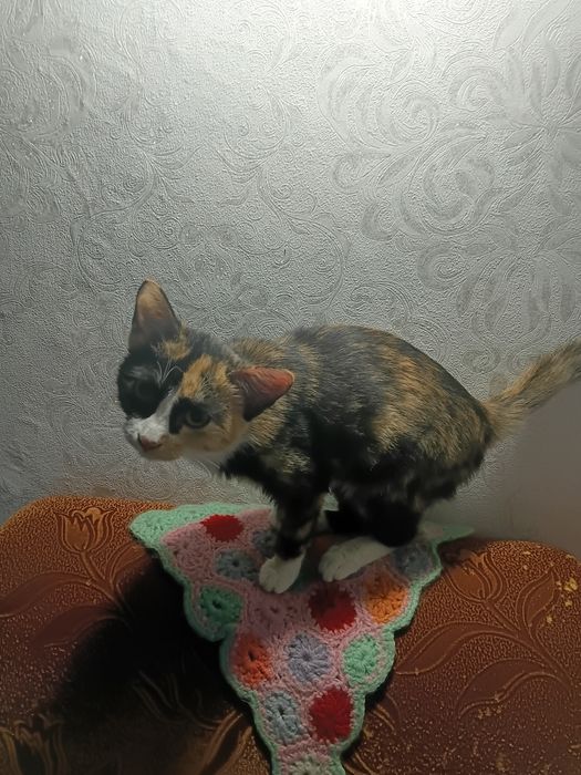 Отдам кошечку бесплатно