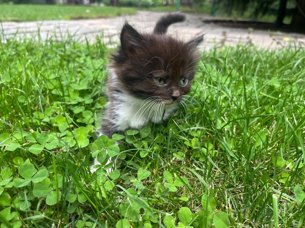 Котята бесплатно