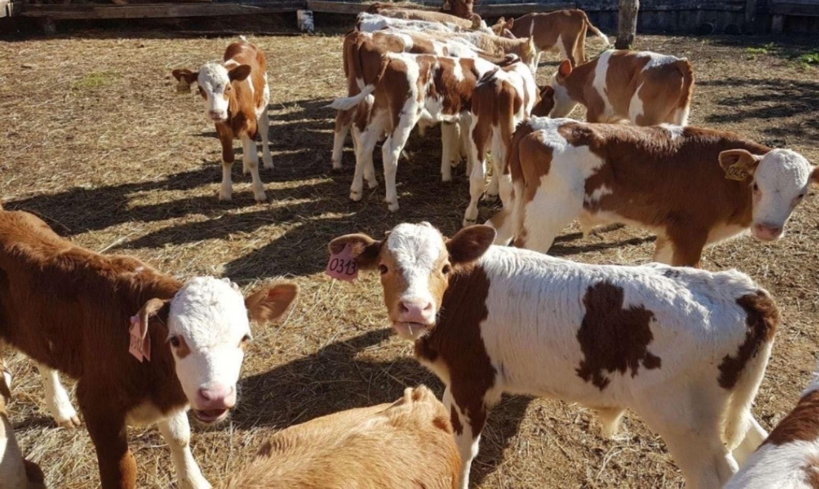 продам телят быков коров бузау сементал голштын крс акбас ангус 70 000 тг. - сельхоз животные хромтау