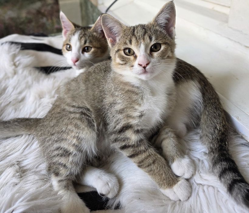 Отдам котят в добрые руки