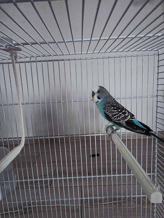 Vand papgali perusi fata si baiat