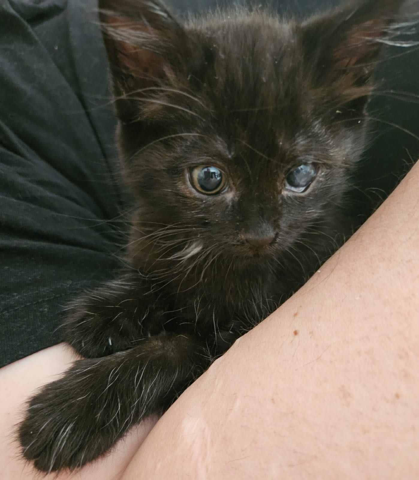 Котенок в добрые руки