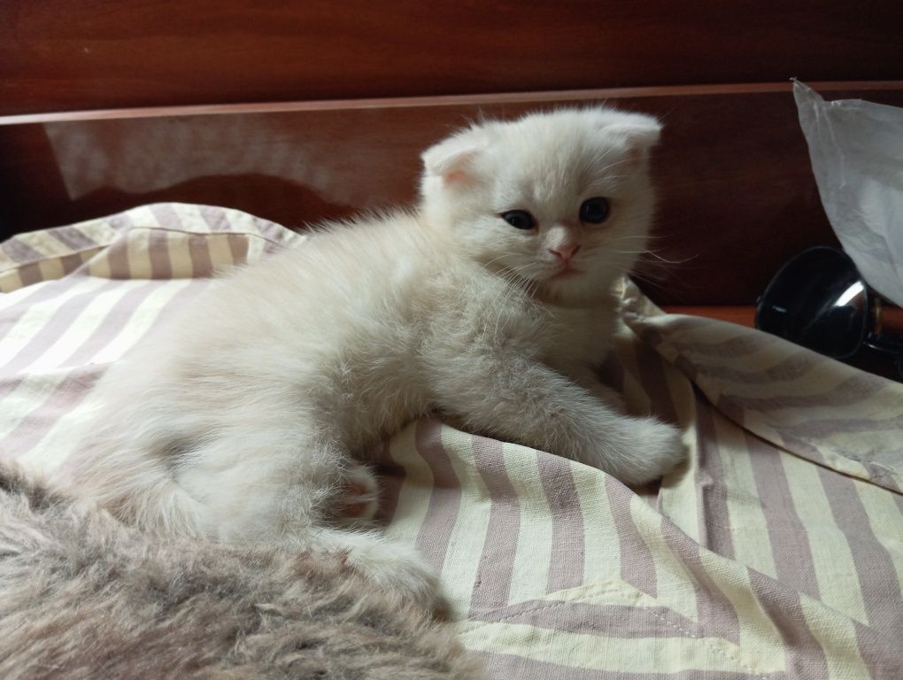 Шотландский вислоухий котенок Однотонный белый