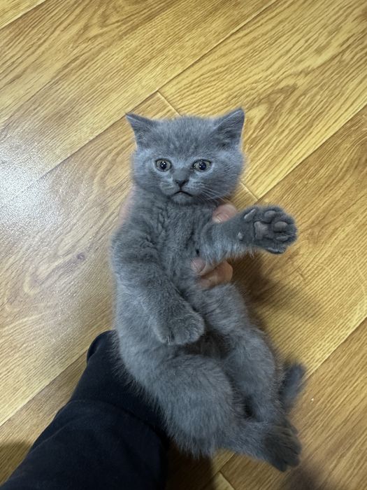 Скотишт фолд и скоттиш страйт