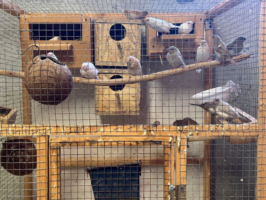 Vând diverși papagali