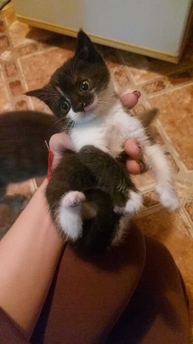 Котята 1 месяц приручаны к лотку