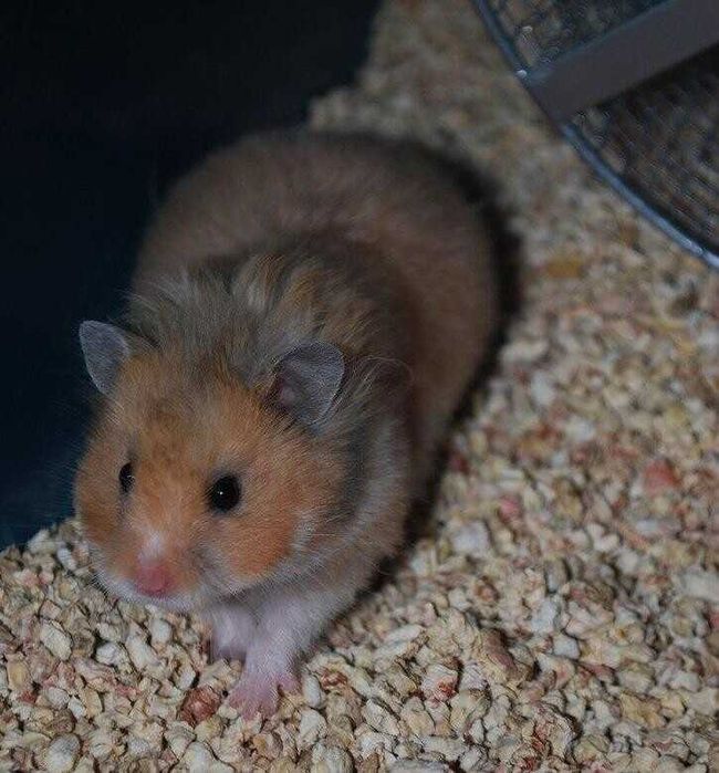 Сирийские хомячки, дёшево!