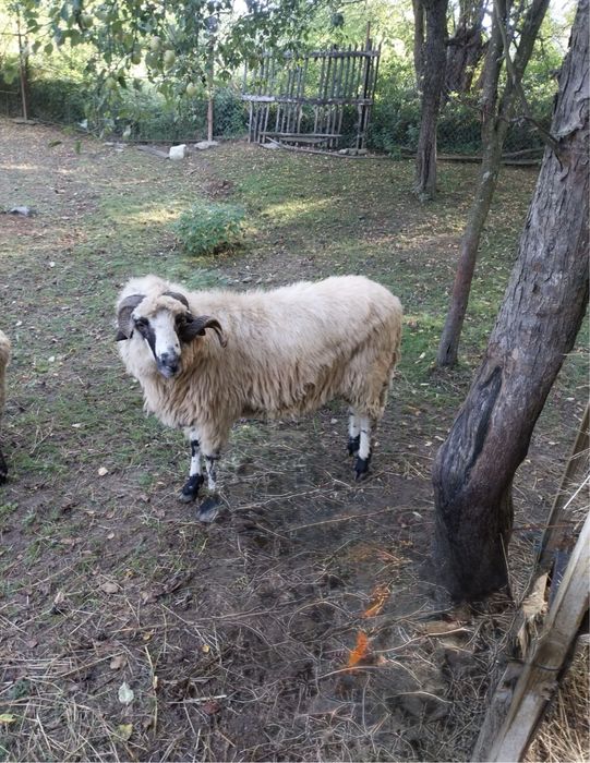 Vand berbec stramior