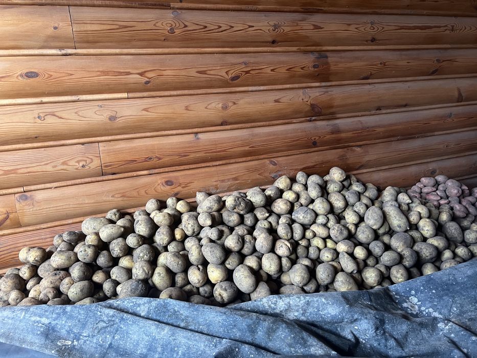 Продам свежий, едовой картофель